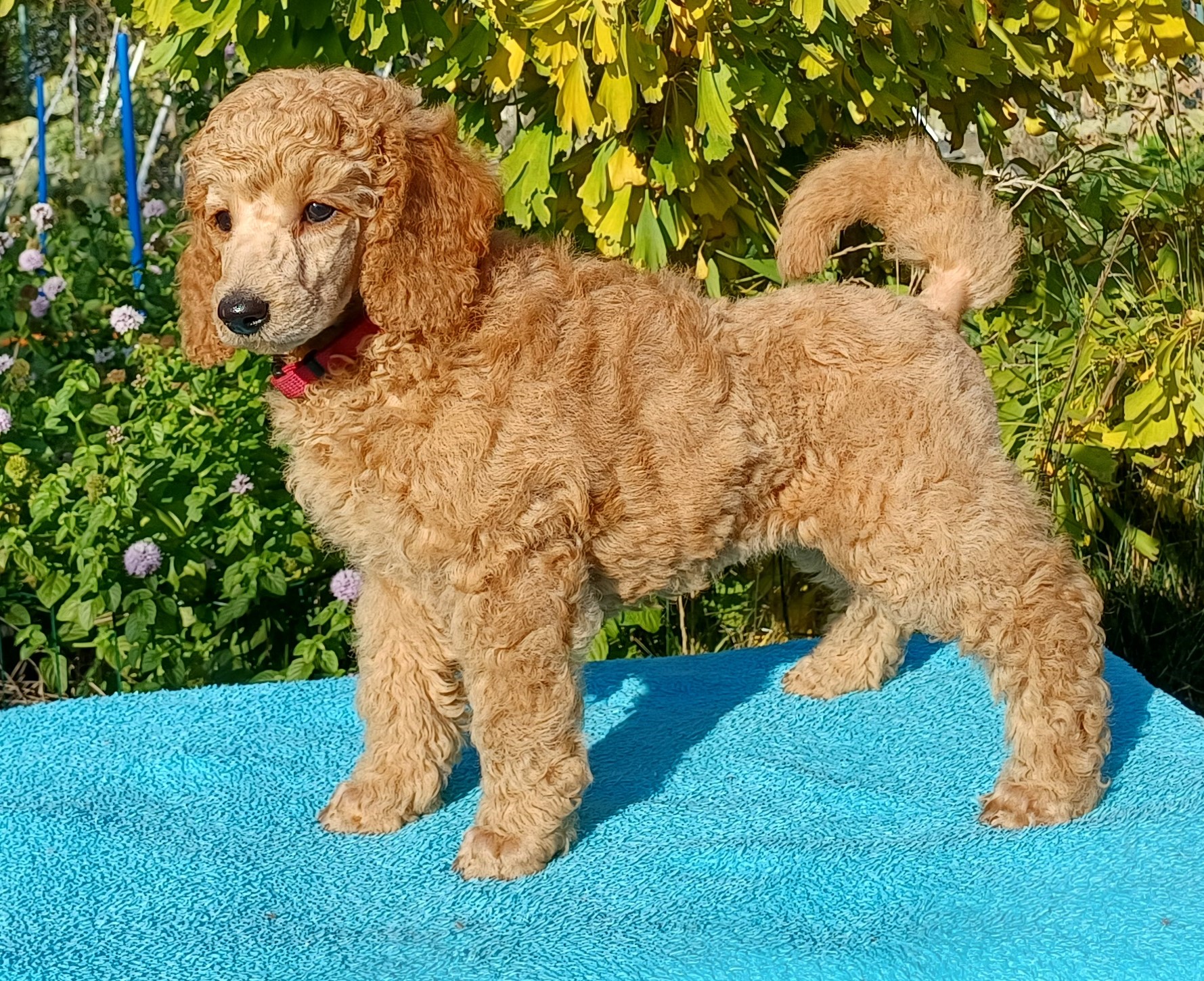 Xalysa Teschiro (Happy)